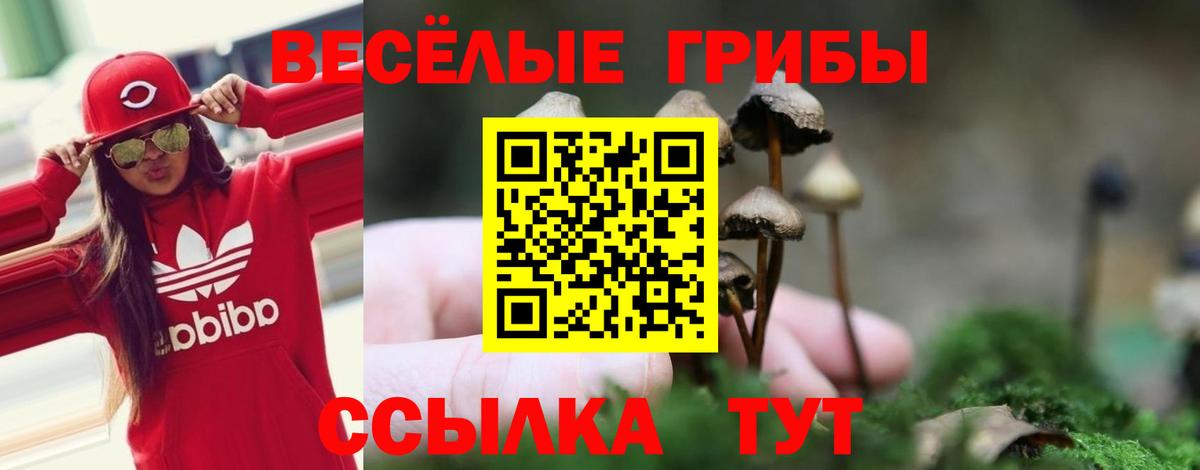 Фурманов  Галлюциногенные грибы Psilocybe  Вход с VPN 